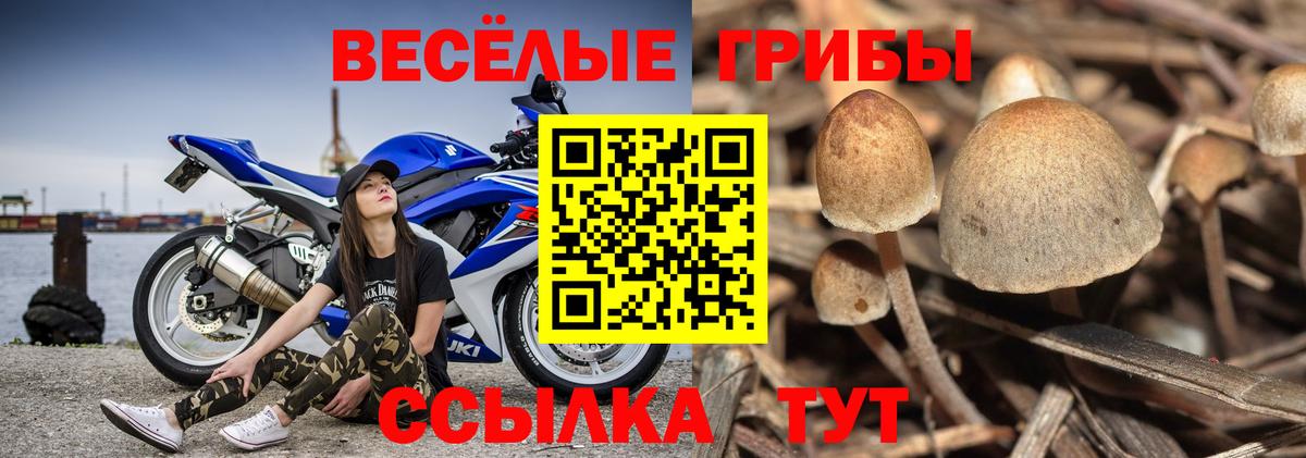 Псилоцибиновые грибы GOLDEN TEACHER Полевской